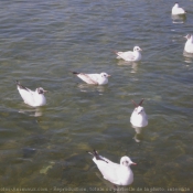 Photo de Mouette