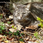 Photo de Chat domestique