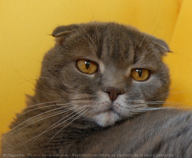 Photo de Scottish fold