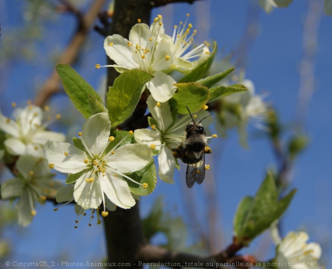 Photo de Bourdon