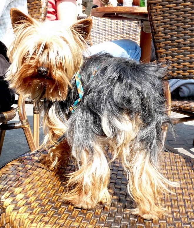 Photo de Yorkshire terrier