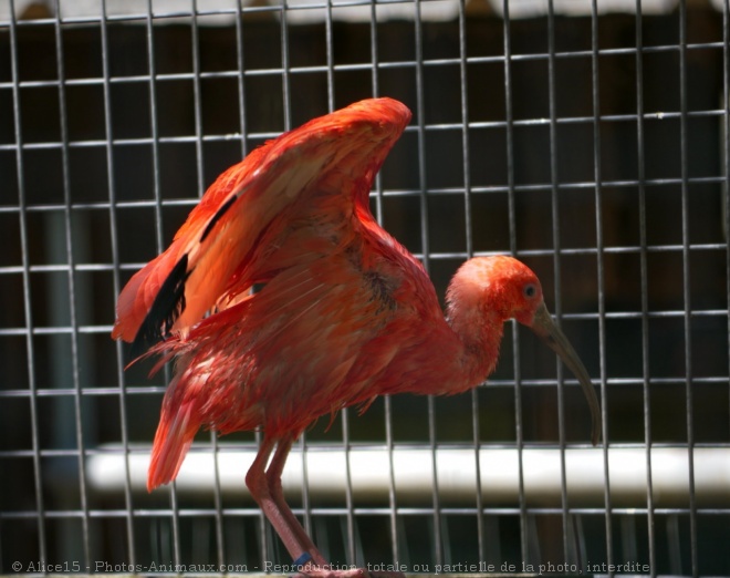 Photo d'Ibis rouge