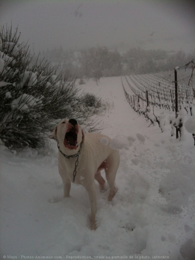 Photo de Dogue argentin