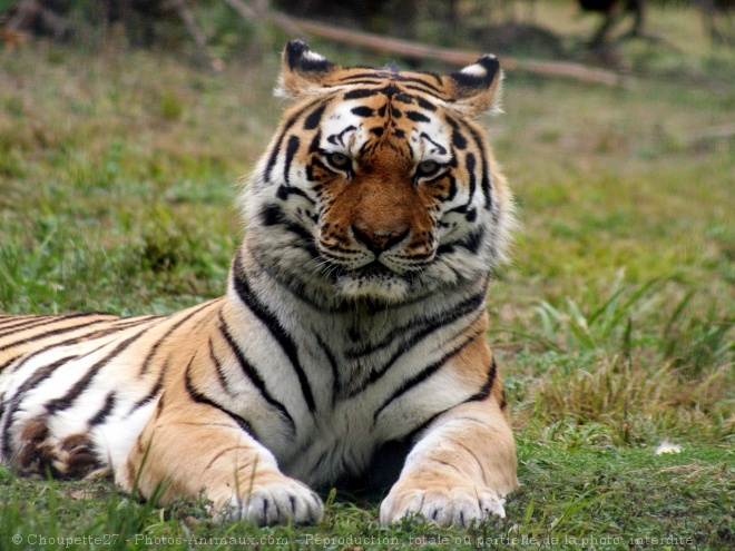 Photo de Tigre