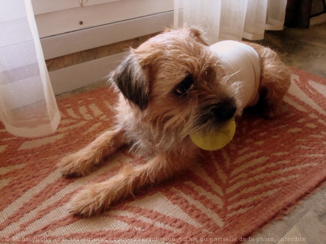 Photo de Border terrier