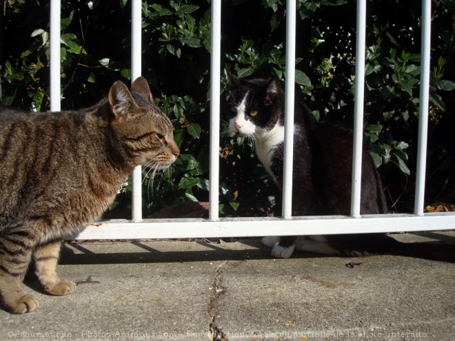 Photo de Chat domestique