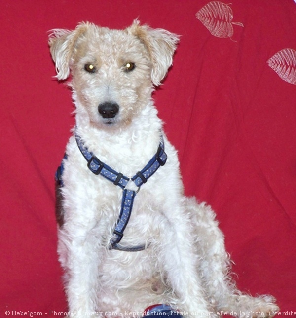 Photo de Fox terrier  poil dur