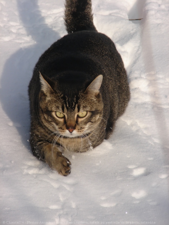 Photo de Chat domestique