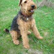 Photo d'Airedale terrier