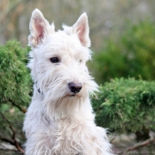 Photo de Scottish terrier