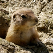 Photo de Chien de prairie