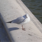 Photo de Mouette