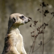 Photo de Suricate