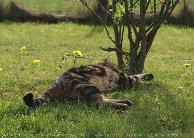 Photo de Chat domestique