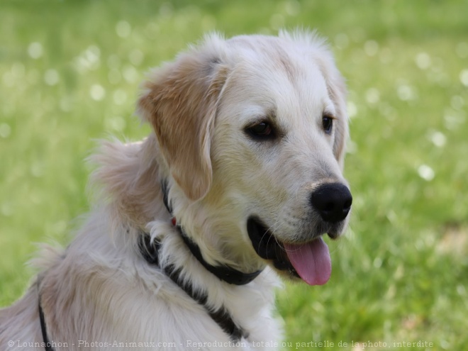 Photo de Golden retriever