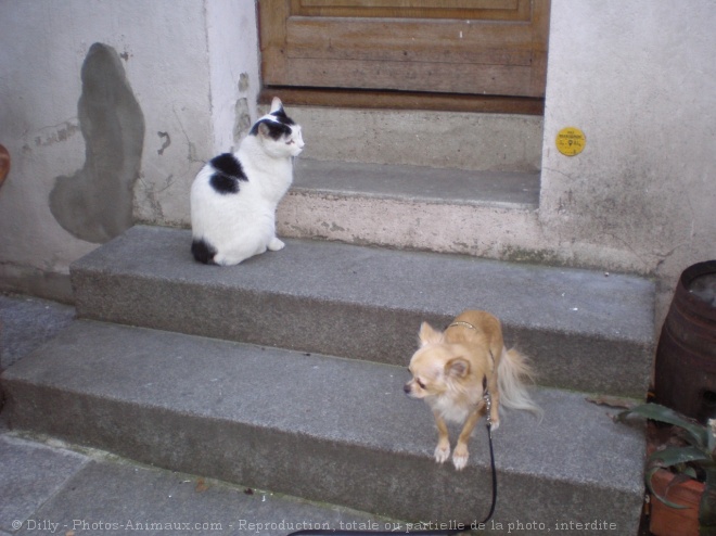 Photo de Chihuahua  poil long