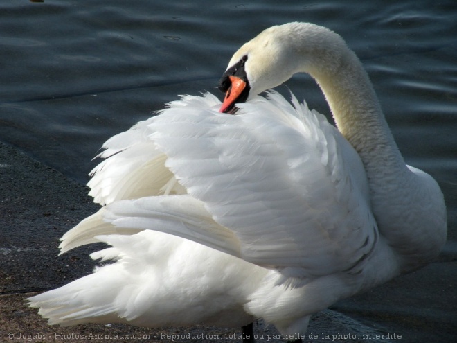 Photo de Cygne