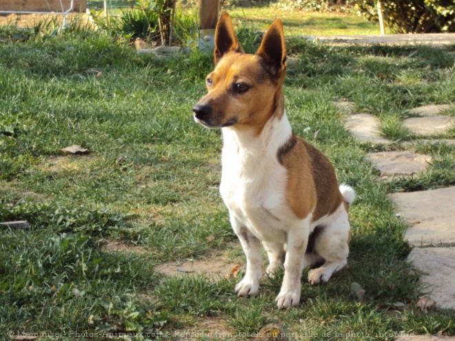 Photo de Jack russell terrier