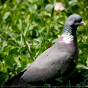 Photo de Pigeon - ramier