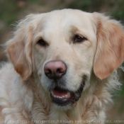 Photo de Golden retriever