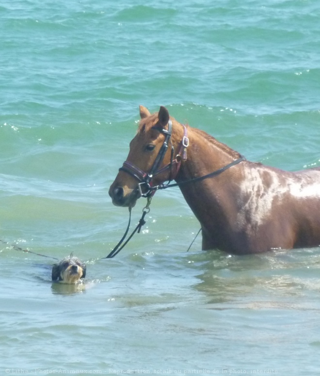 Photo de Races diffrentes