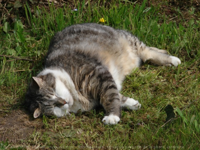 Photo de Chat domestique