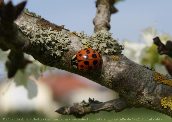 Photo de Coccinelle