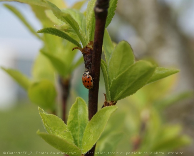 Photo de Coccinelle