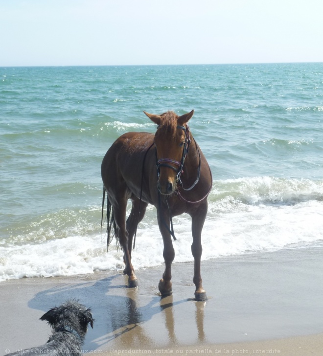 Photo de Races diffrentes