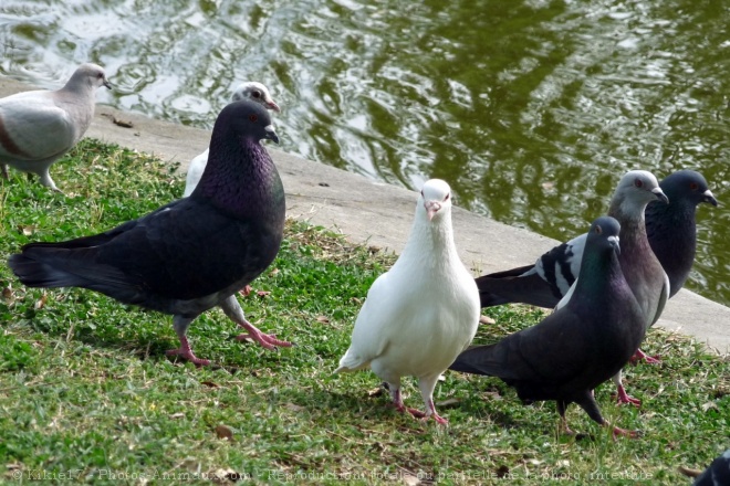 Photo de Pigeon