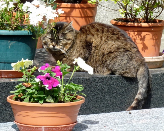 Photo de Chat domestique