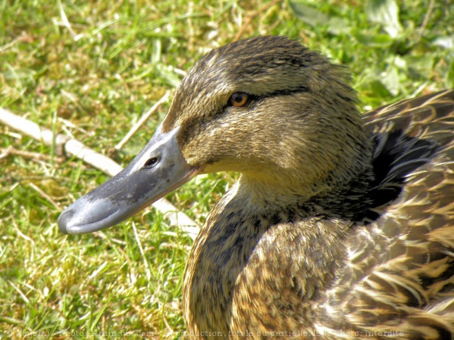 Photo de Canard colvert