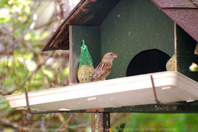 Photo de Moineau