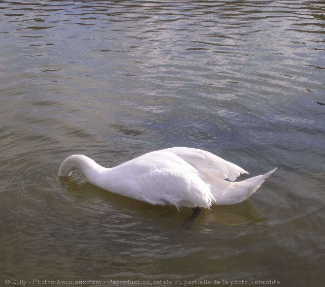 Photo de Cygne