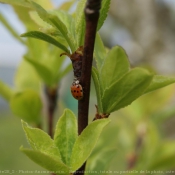 Photo de Coccinelle