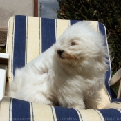 Photo de Coton de tulear