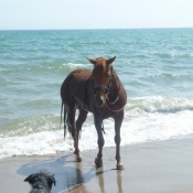 Photo de Races diffrentes