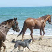 Photo de Races diffrentes