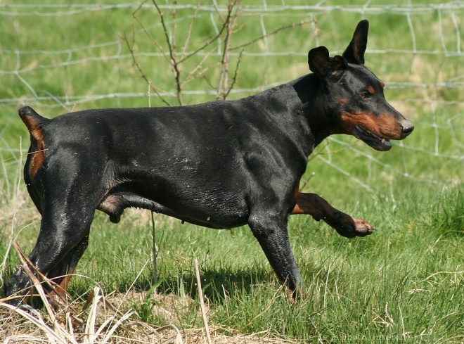 Photo de Dobermann