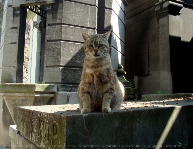 Photo de Chat domestique