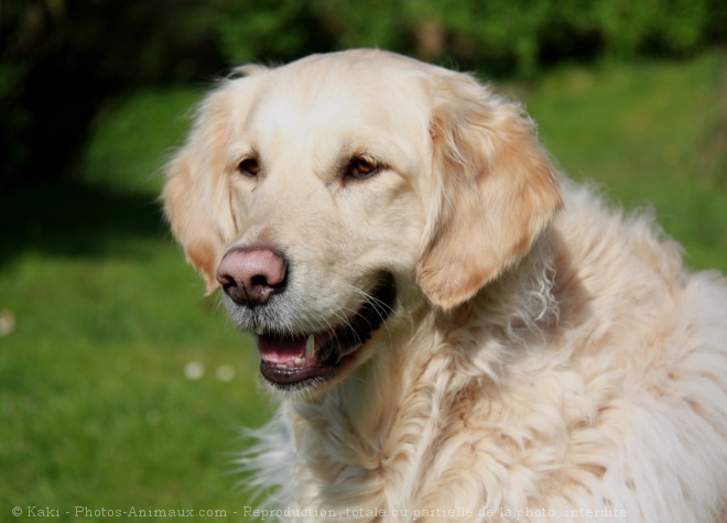 Photo de Golden retriever