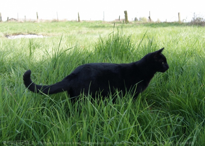 Photo de Chat domestique