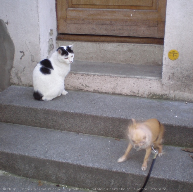 Photo de Chat domestique