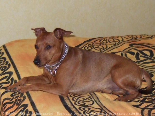 Photo de Pinscher nain