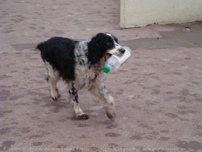 Photo de Cocker anglais