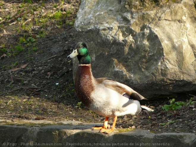 Photo de Canard colvert