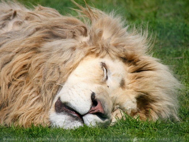 Photo de Lion