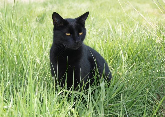 Photo de Chat domestique