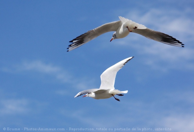 Photo de Canard