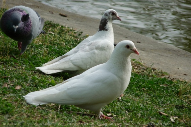 Photo de Pigeon